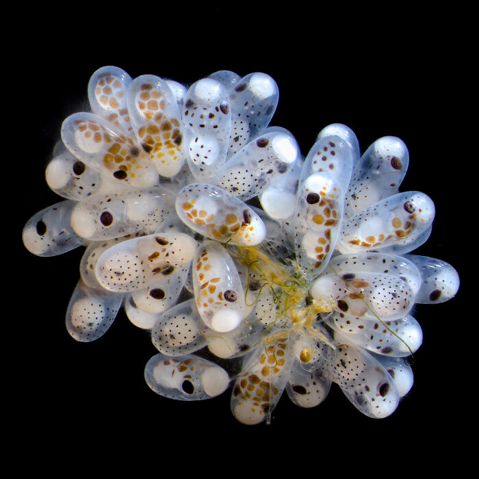 A Cluster of Octopus eggs - Columbia University Department of Neurobiology and Behavior New York, New York, USA