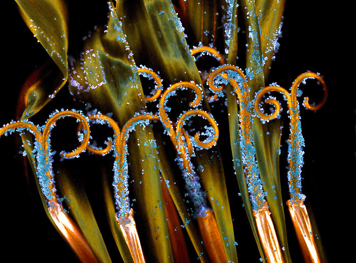 The cross section of a Dandelion showing curved stigma with pollen - University of Nottingham School of Life Sciences, Super Resolution Microscopy Nottingham, Nottinghamshire, United Kingdom 