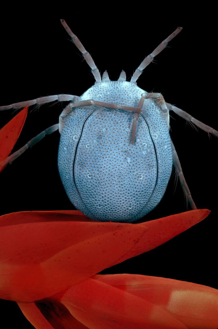 A Water Mite - Jacek Myslowski, Wloclawek, Kujawko-Pomorskie, Poland