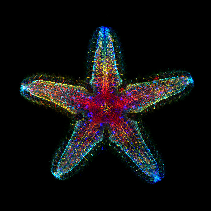 The Nervous system of a young Star Fish - Stanford University Department of Molecular and Cell Biology Pacific Grove, California, USA