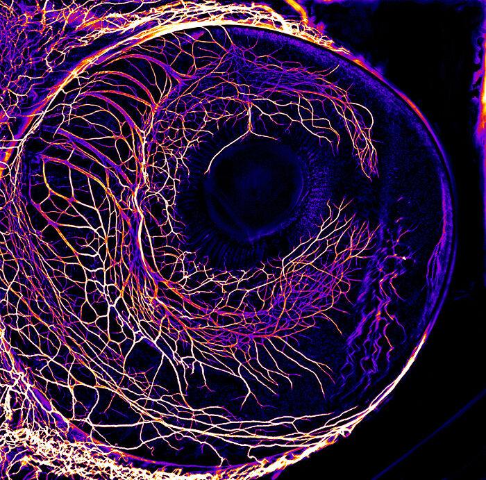 The Developing nervous system in the eye of a 7-day-old chick embryo - University of Zurich Department of Molecular Life Sciences Zurich, Switzerland