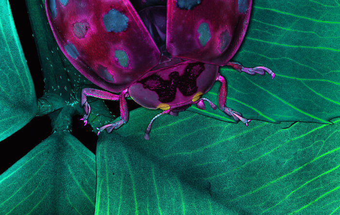 A Ladybug on a clover leaft - MDI Biological Laboratory Murawala Lab, Bar Harbor, Maine, USA