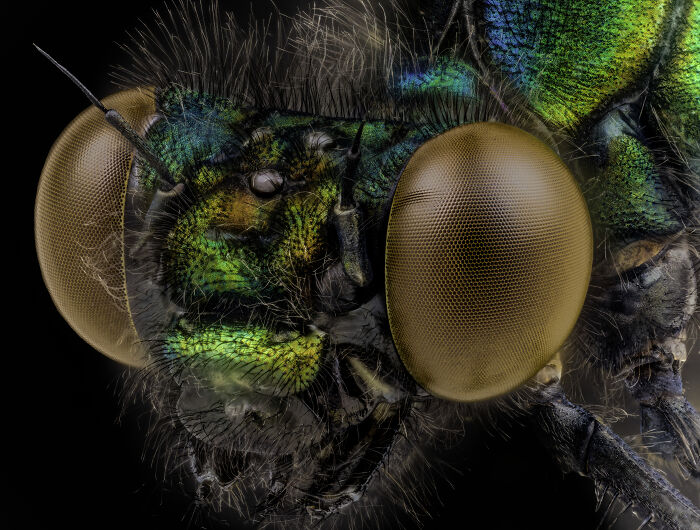 A Yong male Damselfly - Oregon Department of Agriculture (ODA) Entomology Lab Albany, Oregon, USA 