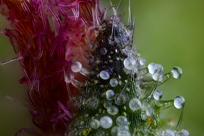 Part of a Cannabis plant's Bract, the plant's reproductive structures and the bulbous glands known as are trichomes - Chris Romaine, Port Townsend, Washington, USA