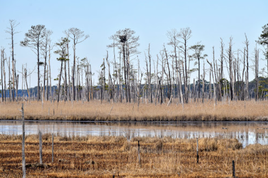 coastal salt water intrusion