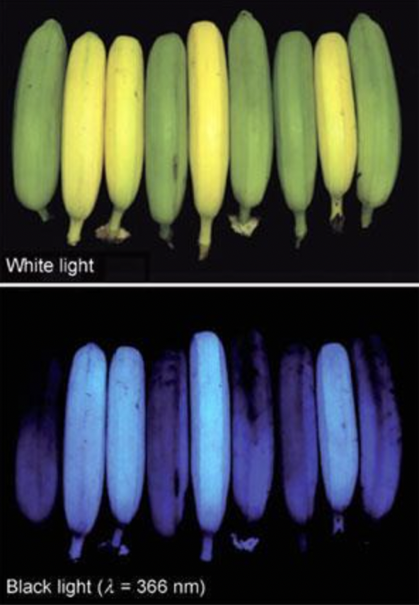 banana - White light Black light 2366 nm