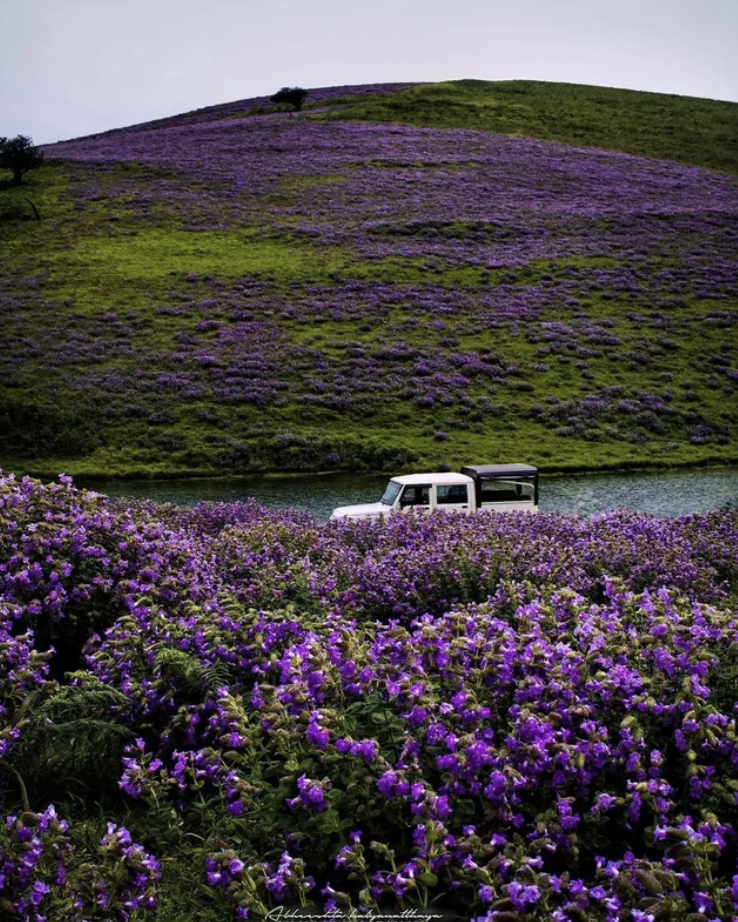 munnar in winter