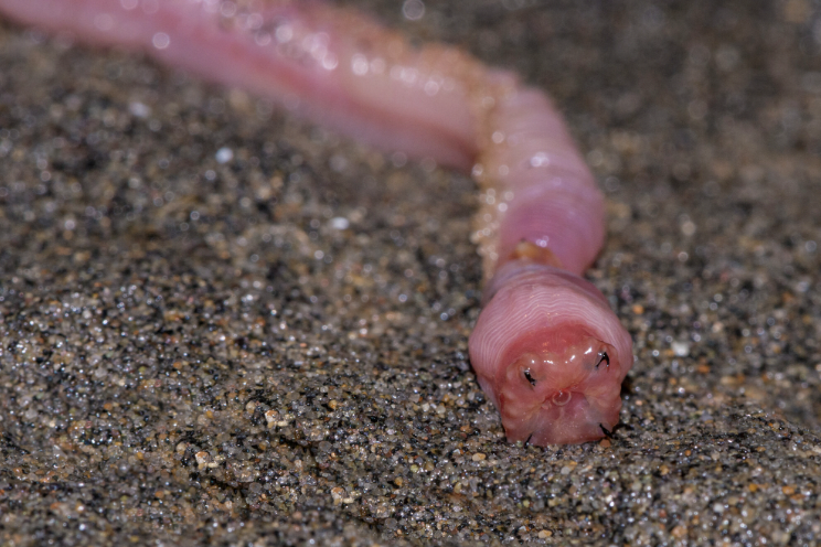 maine blood worm