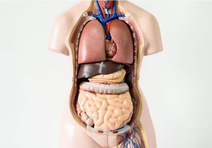 organs in the body