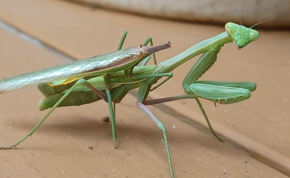 mantidae