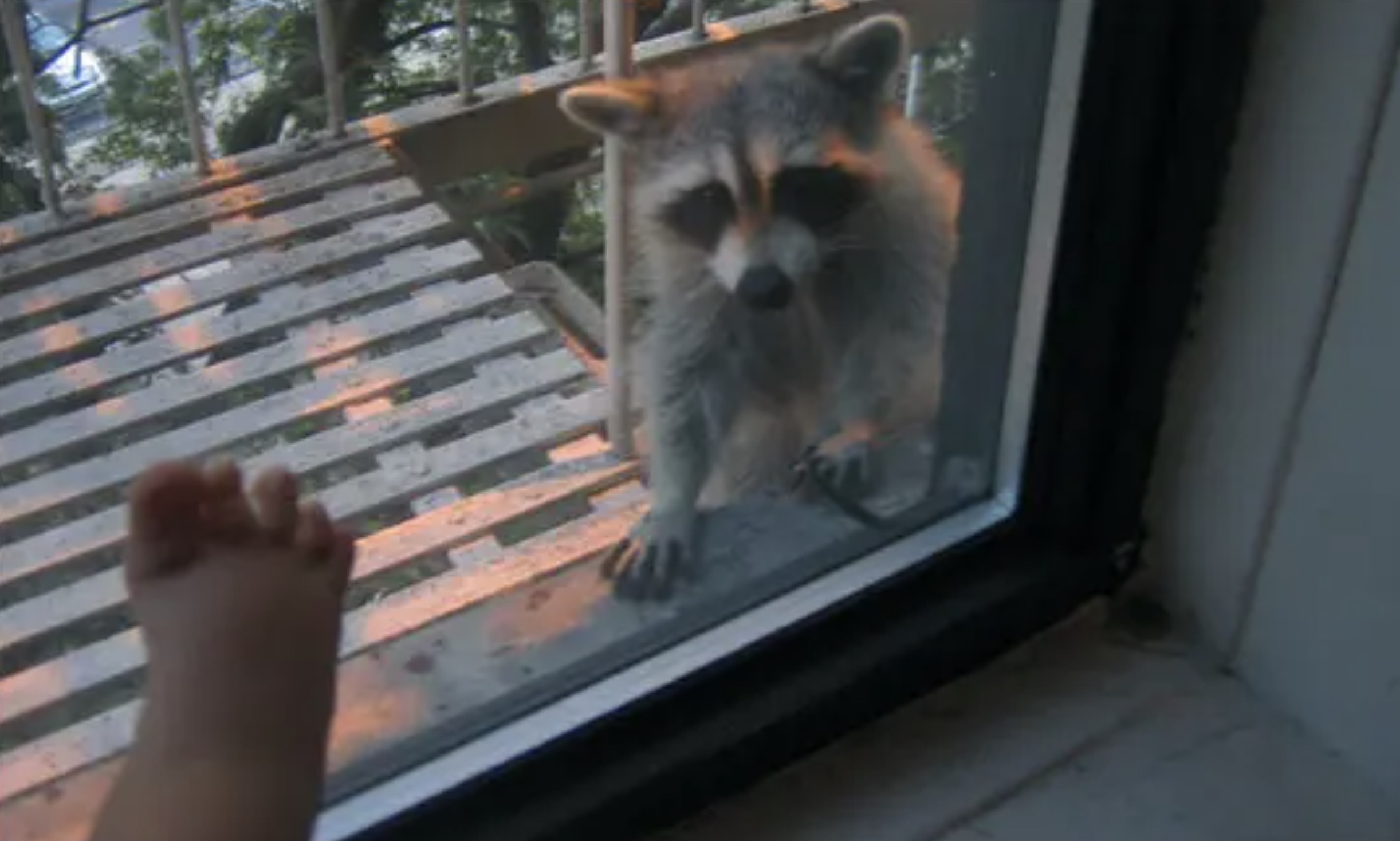 racoon on fire escape