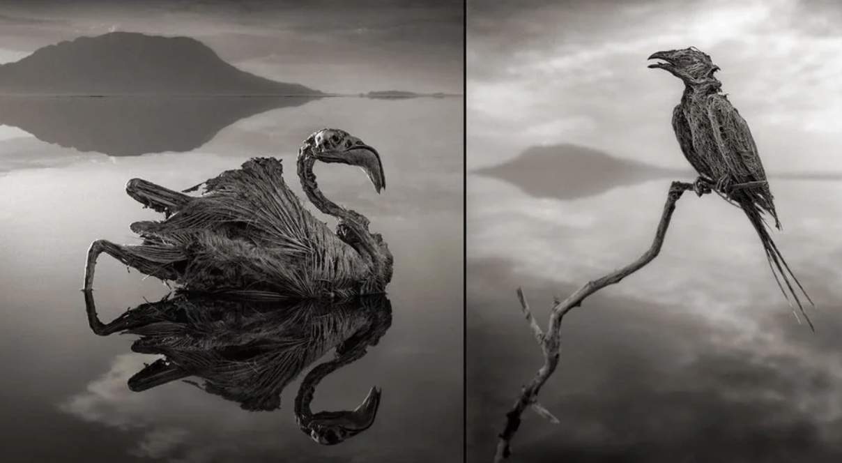 Lake Natron in northern Tanzania. The lake takes its name from natron, a naturally occurring compound made mainly of sodium carbonate, with a bit of baking soda, from volcanic ash, accumulated from the Great Rift valley. Animals that become immersed in the water die and are calcified, although there are others adapted to live there, including many flamingos. In this photo, the photographer did pose an already deceased bird. 