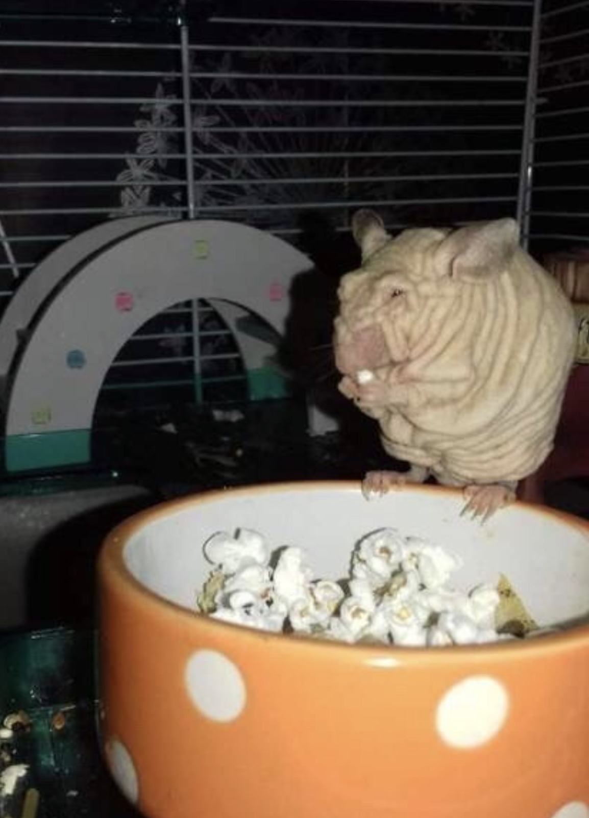 wrinkly rat eating popcorn