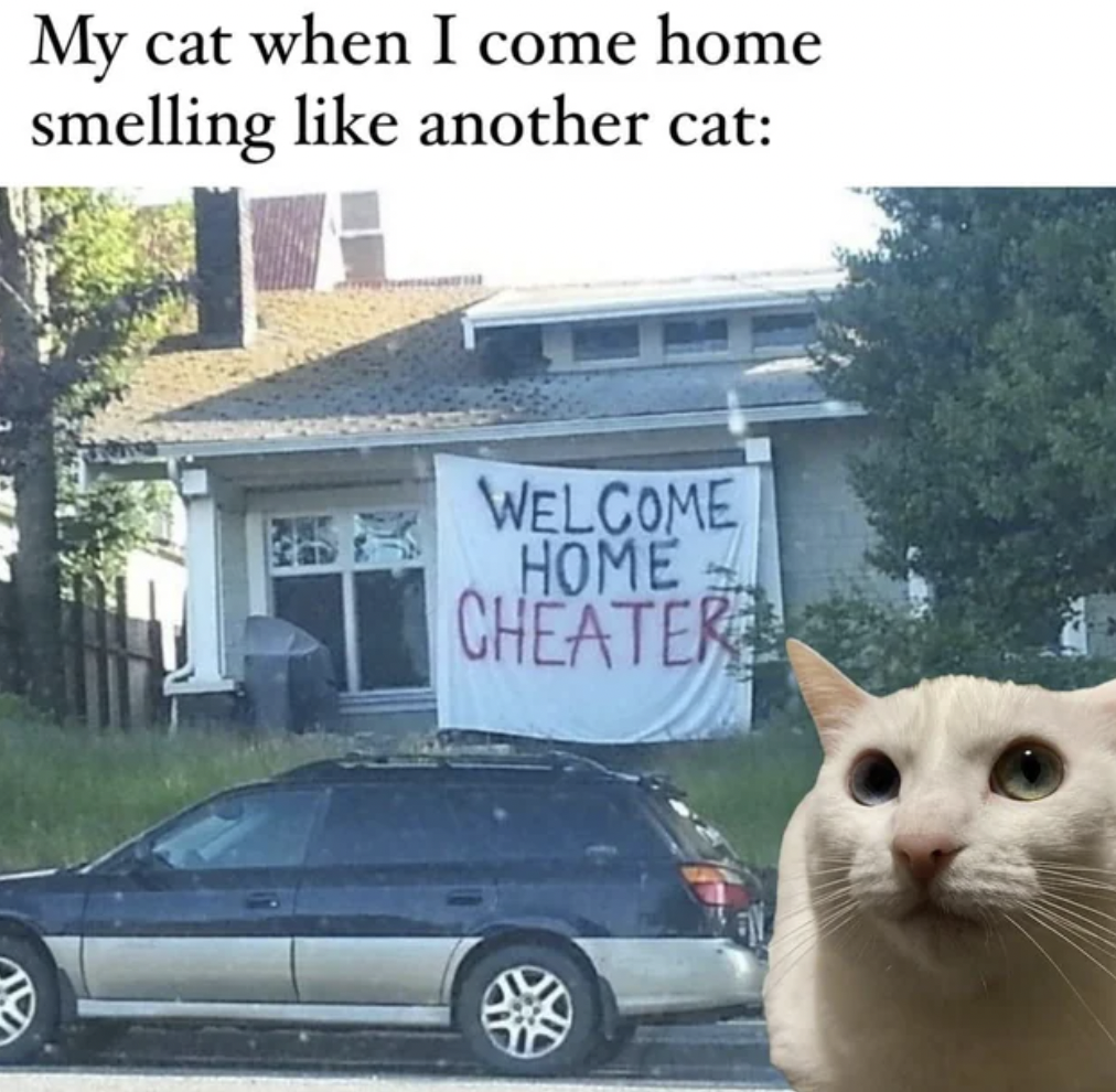 welcome home cheater banner - My cat when I come home smelling another cat Welcome Home Cheater