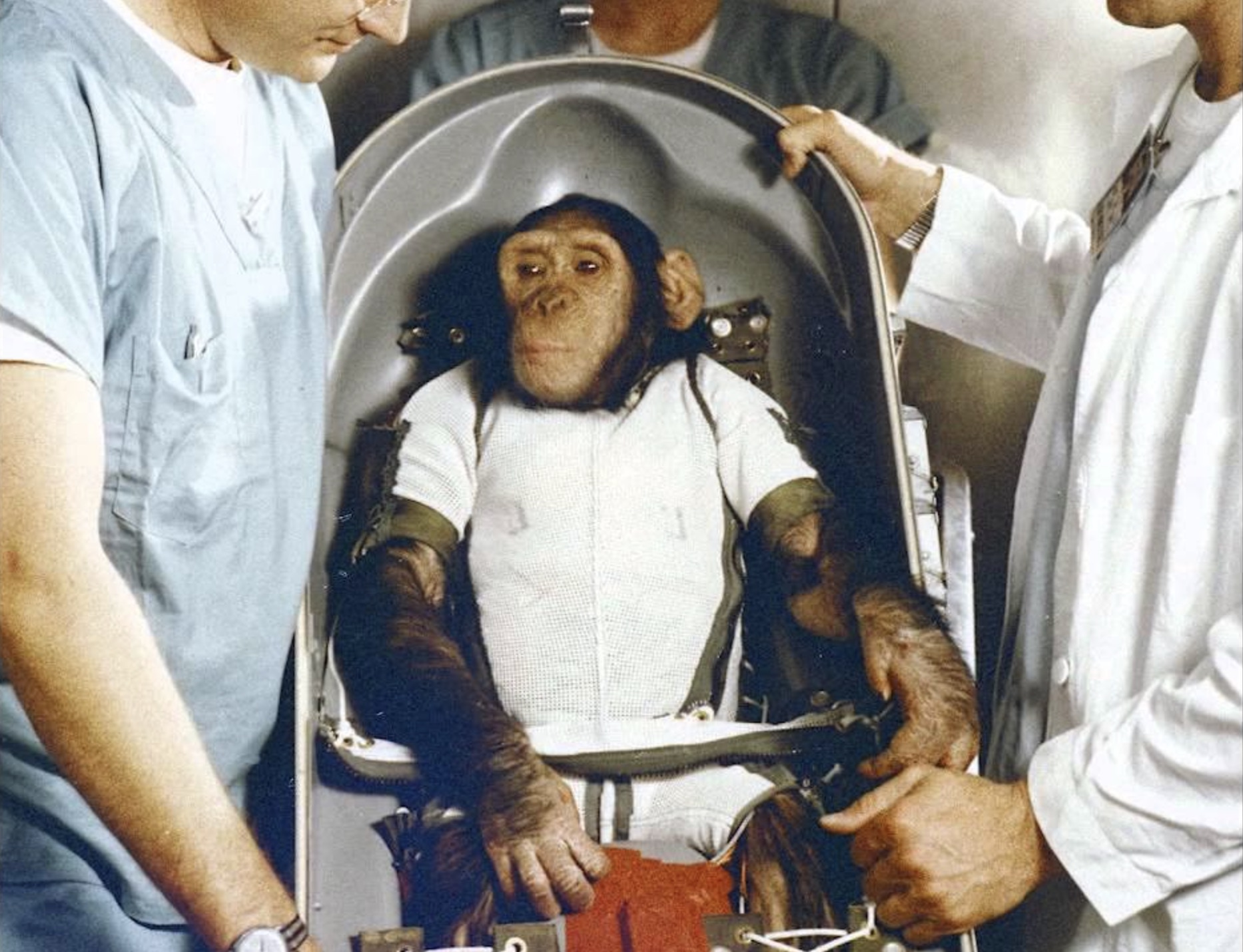 monkey sent to space