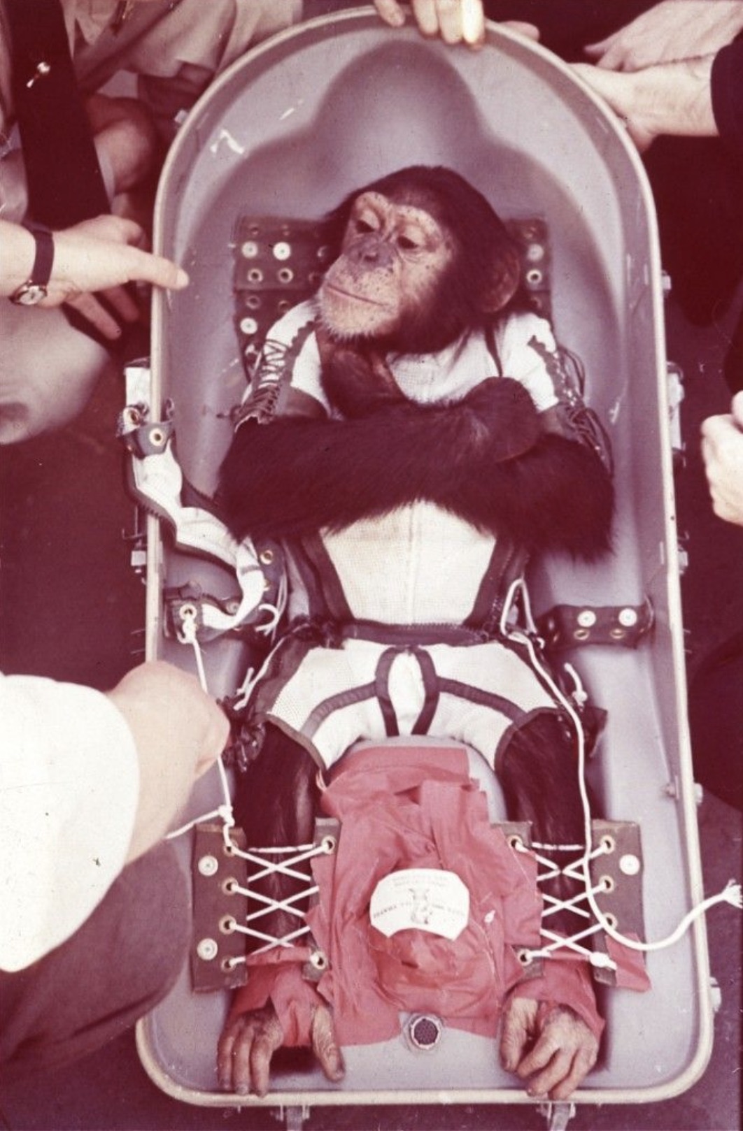 ham the chimpanzee - 188 Na Xxx