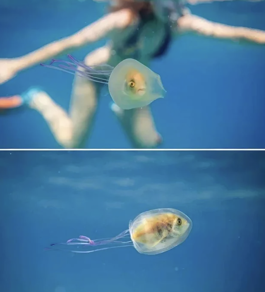 A fish trapped in a jellyfish