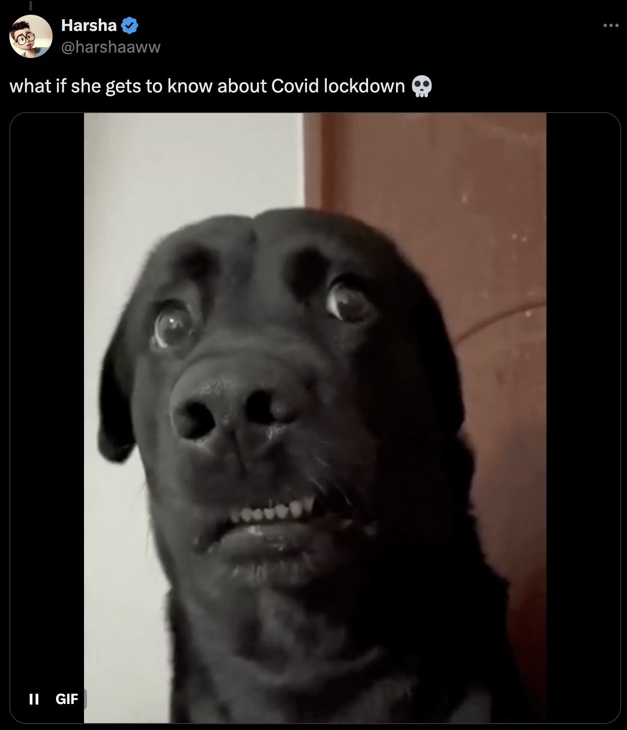 labrador retriever - Harsha what if she gets to know about Covid lockdown Ii Gif ...