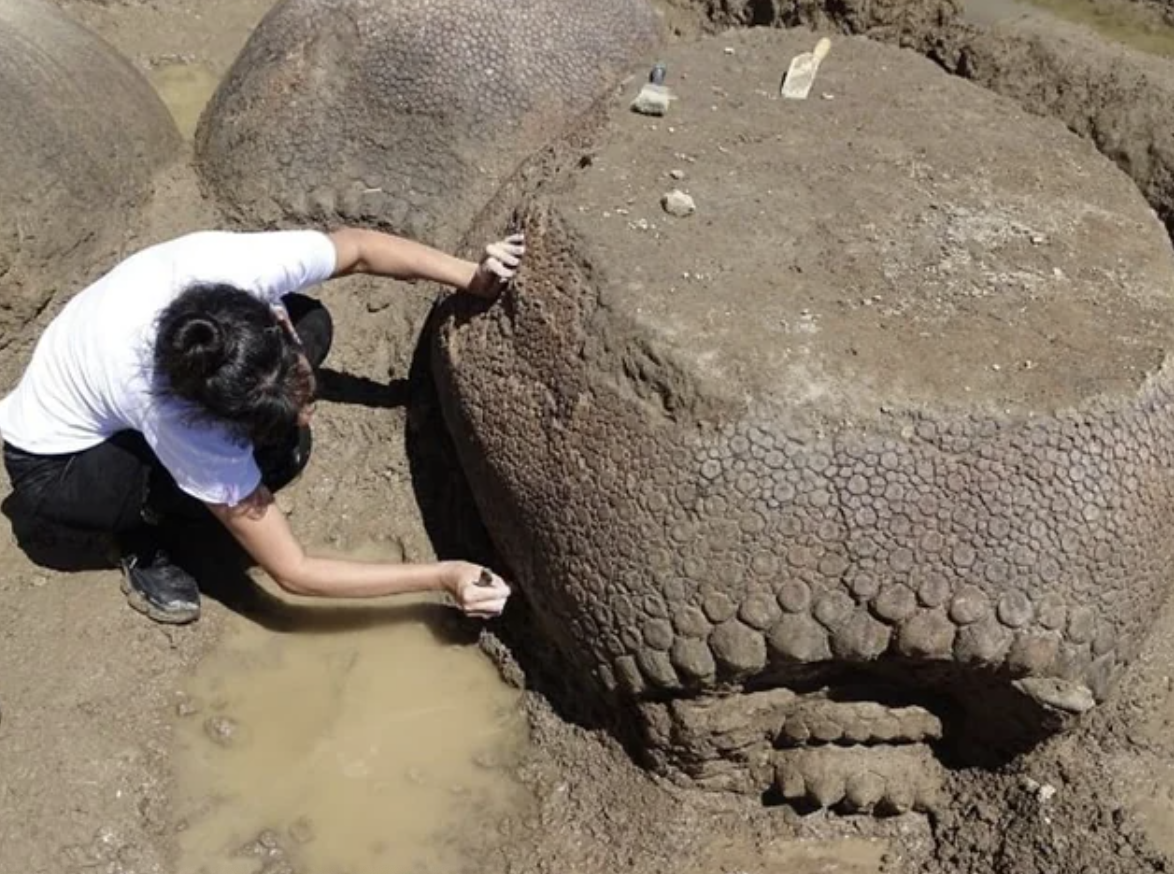 farmer finds glyptodon