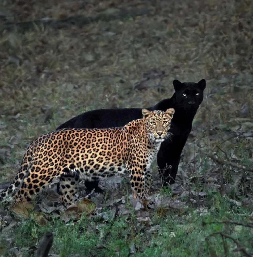 black panther and leopard couple