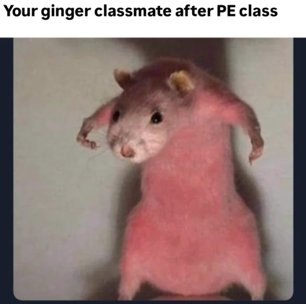 sunburnt rat - Your ginger classmate after Pe class