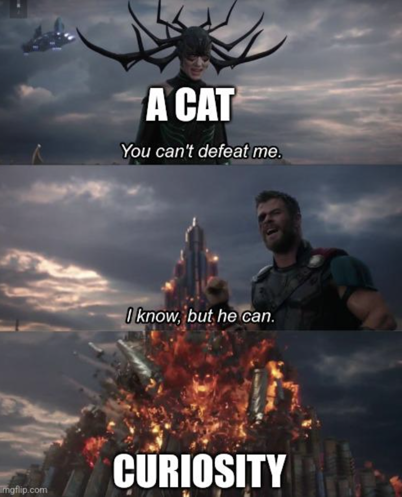 thor ragnarok meme - mgflip.com A Cat You can't defeat me. I know, but he can. Curiosity