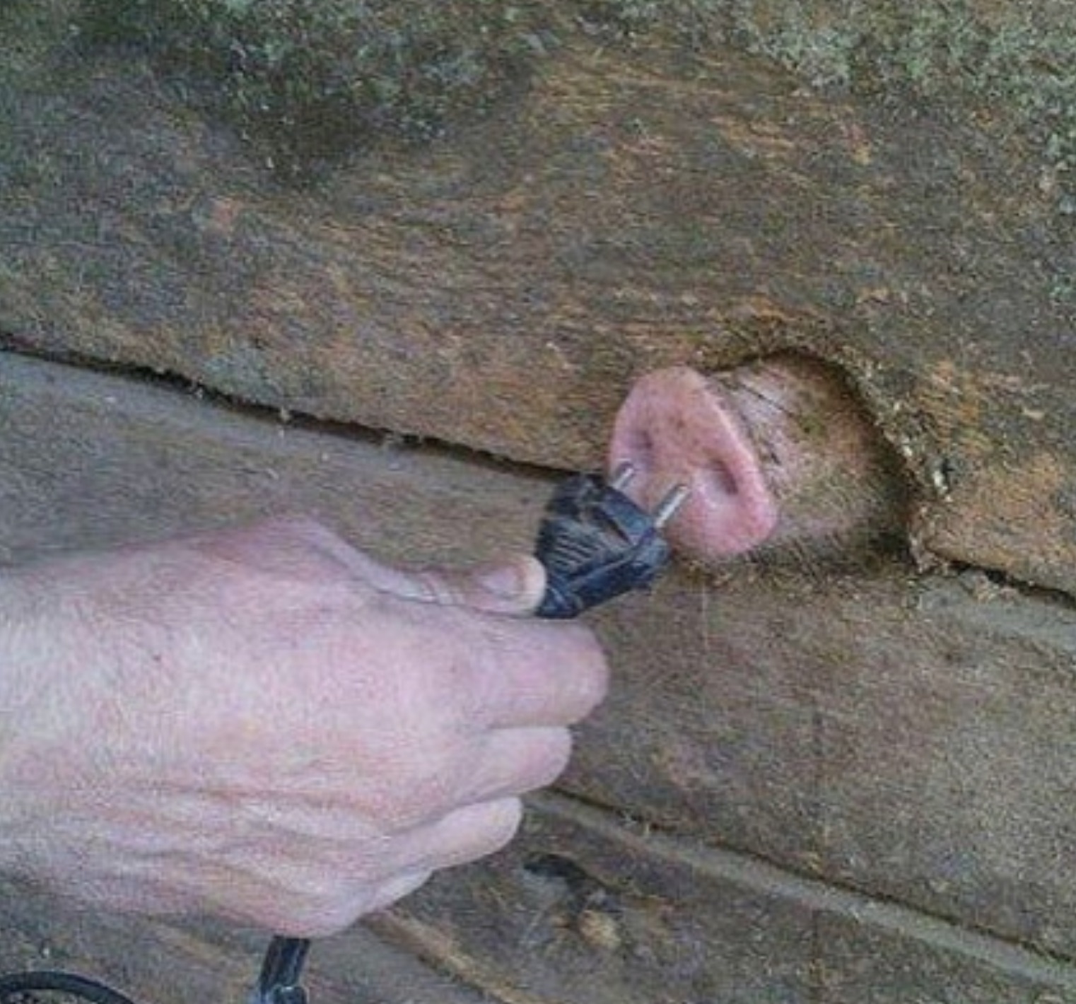 pig nose outlet