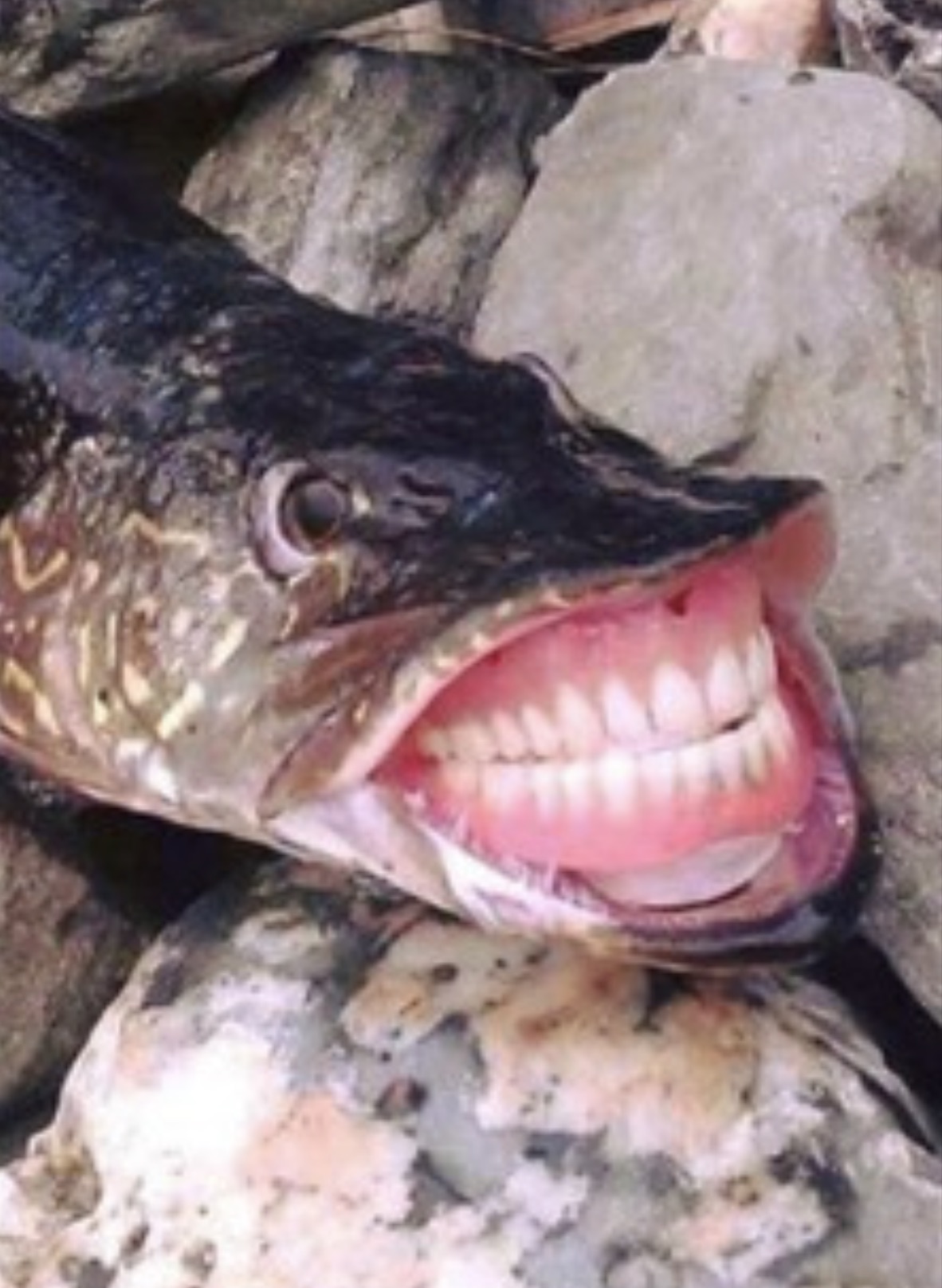 cursed images fish