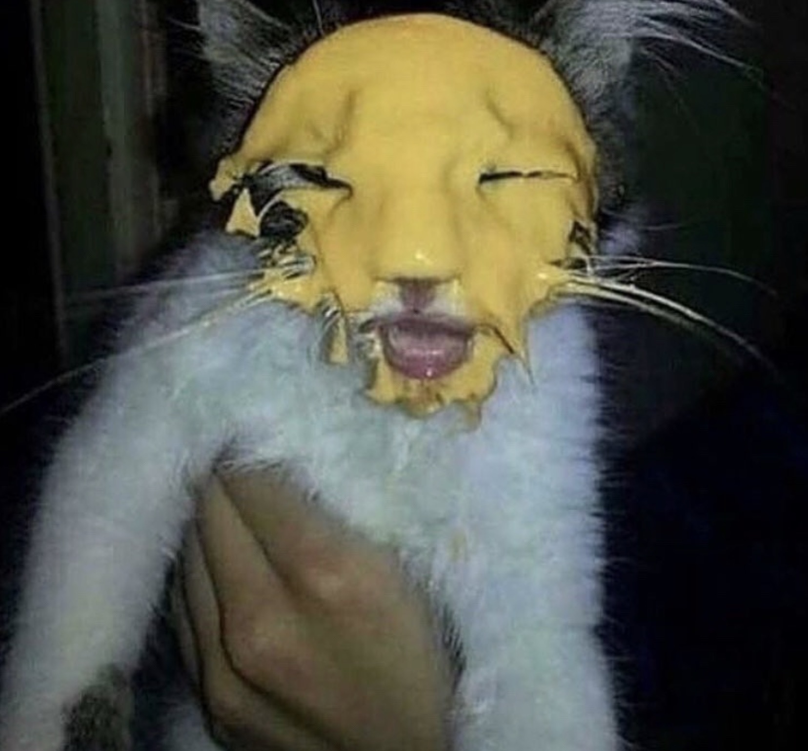 cheese cat