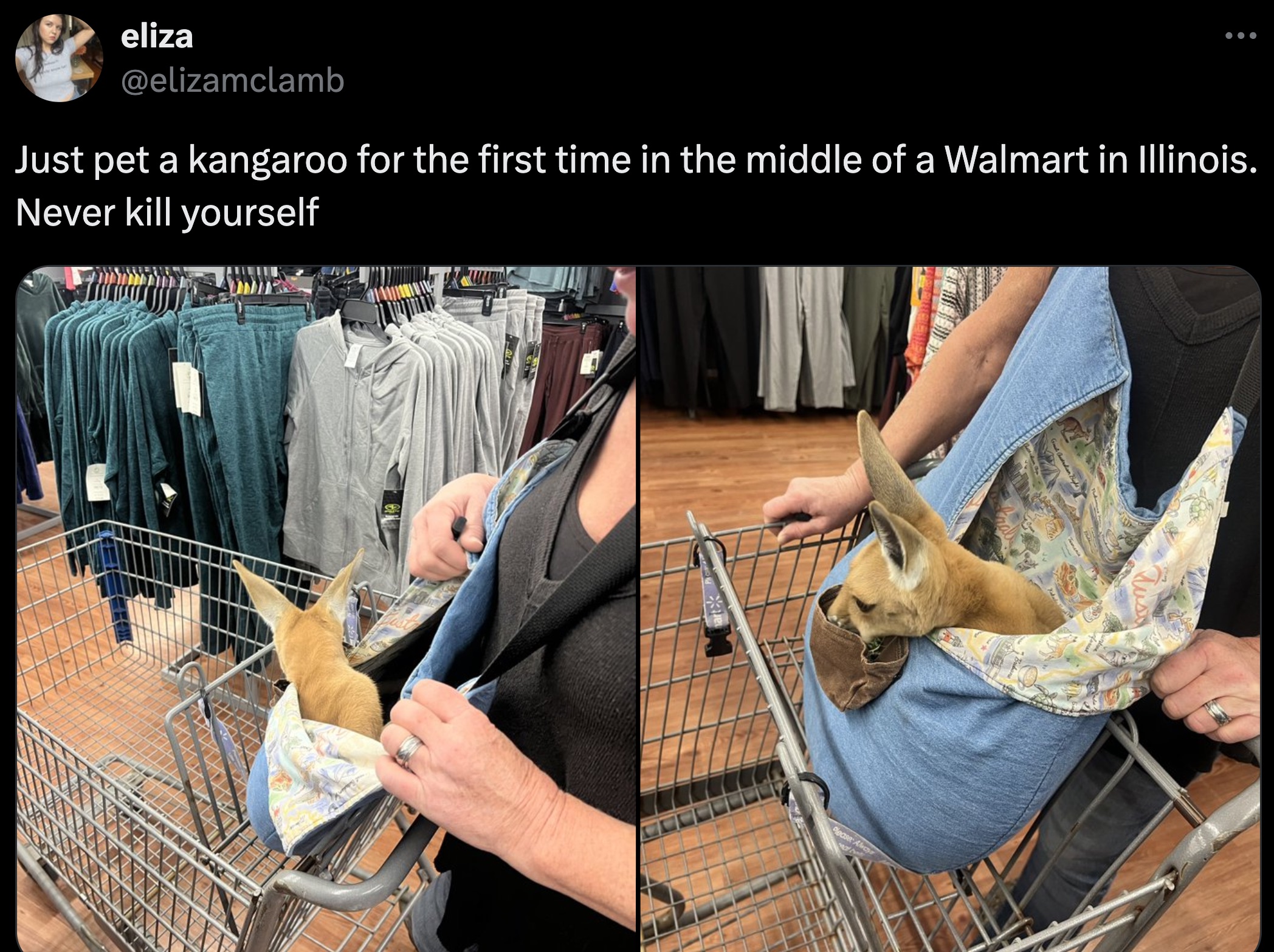 chair - eliza Just pet a kangaroo for the first time in the middle of a Walmart in Illinois. Never kill yourself