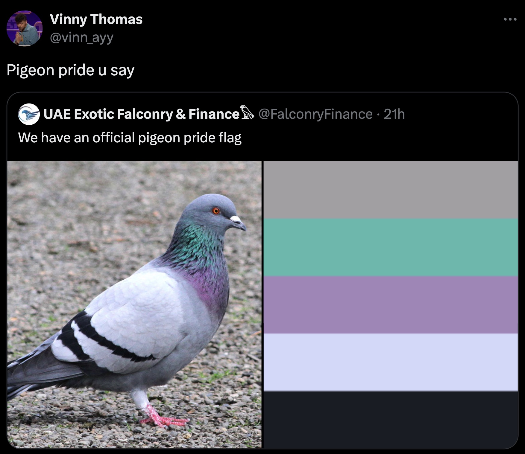 rock dove - Vinny Thomas Pigeon pride u say Uae Exotic Falconry & Finance Finance 21h We have an official pigeon pride flag