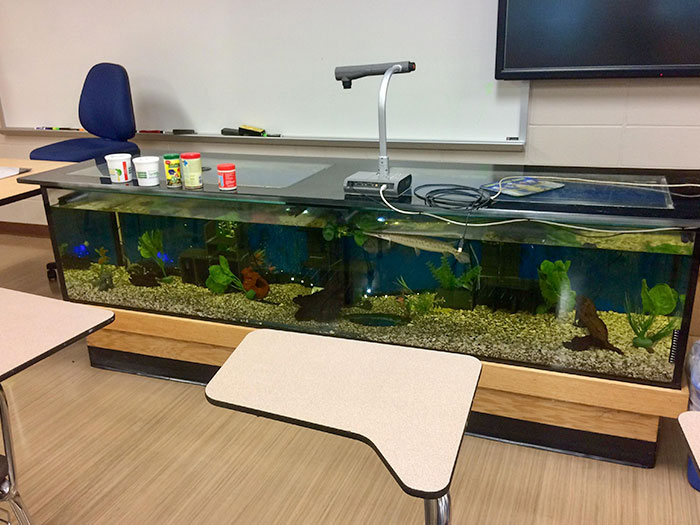 The science teacher as this college has a huge fish-tank for a desk.