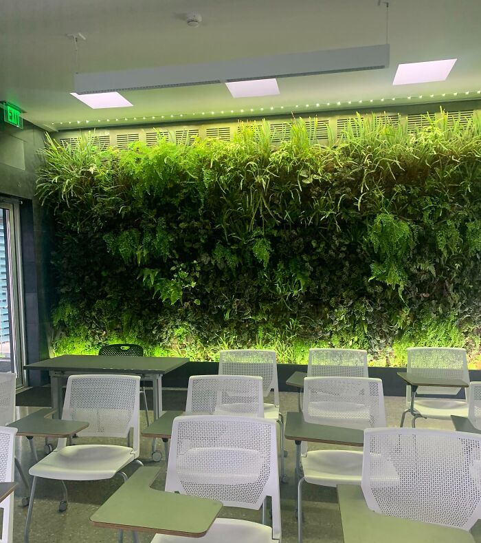 This living wall made up of various plants inside an Environmental Sciences class.