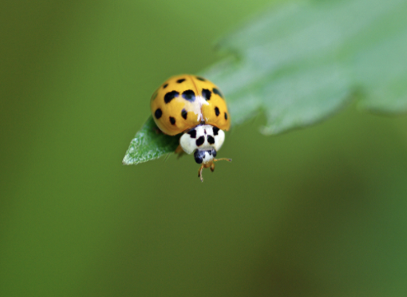 asian lady beetle