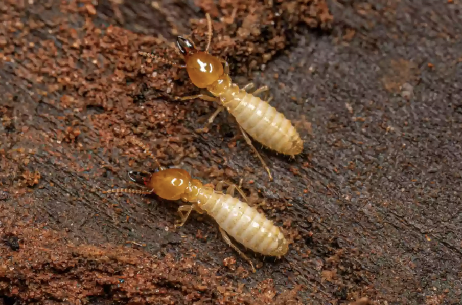 termite insect