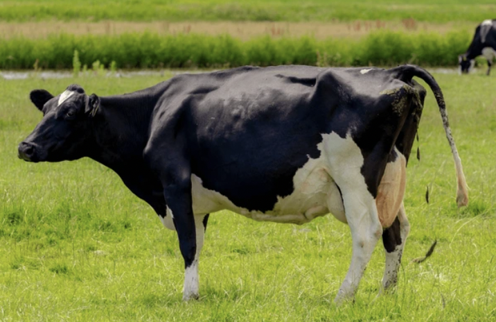 dairy cow