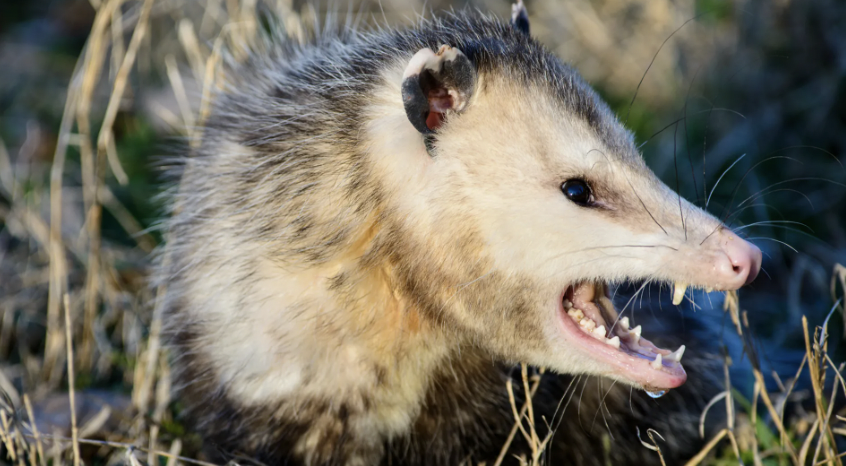 opossum mean