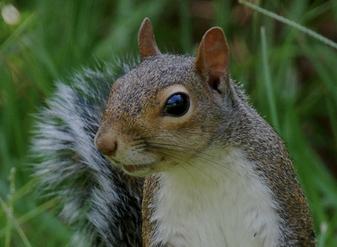 My whole church would go on squirrel hunts together once a year, then we’d roast them over a bonfire and bake potatoes in the ground under it. I never liked squirrel, but the potatoes were good.fox squirrel