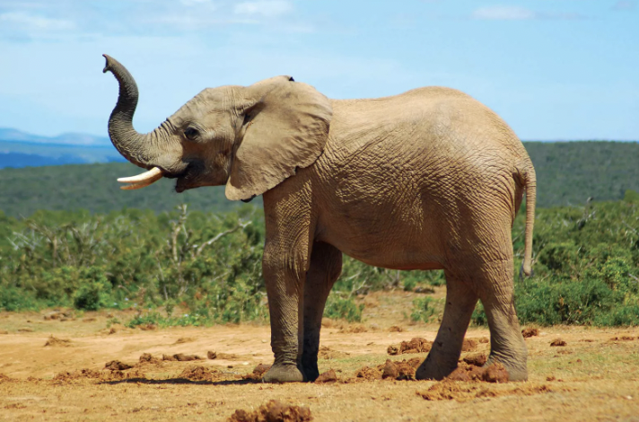 elephant is the largest land animal