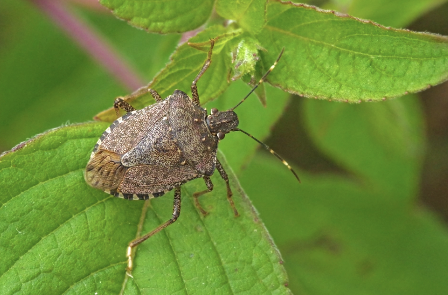 My daughter ate a stink bug once. That was an intense experience. Stank on the way in, and on the way out.