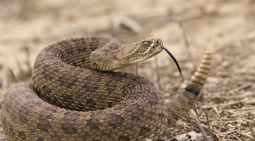 desert rattlesnake