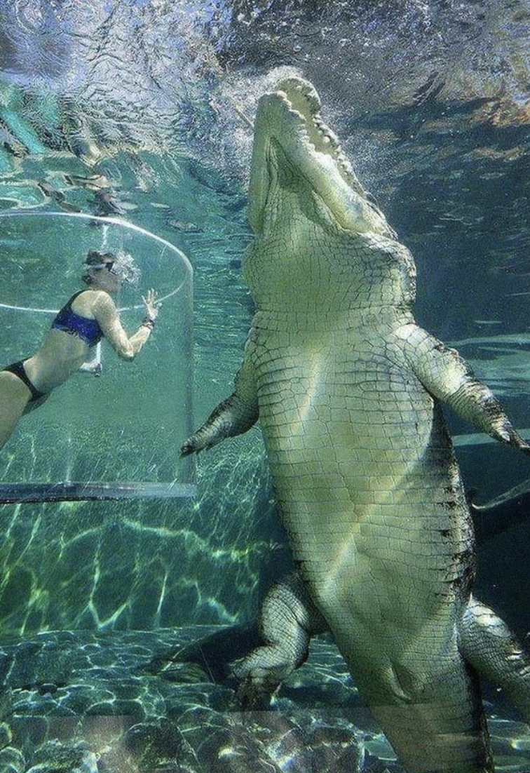 Saltwater Crocodile next to a human.