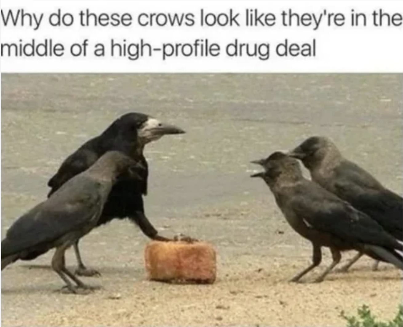 crow drug deal - Why do these crows look they're in the middle of a highprofile drug deal