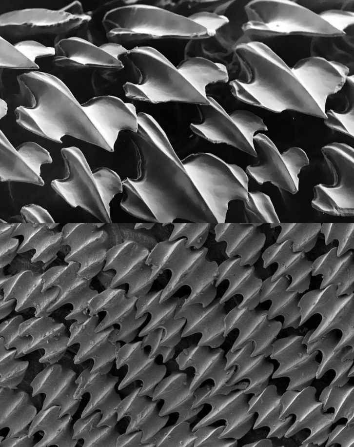 shark skin under microscope