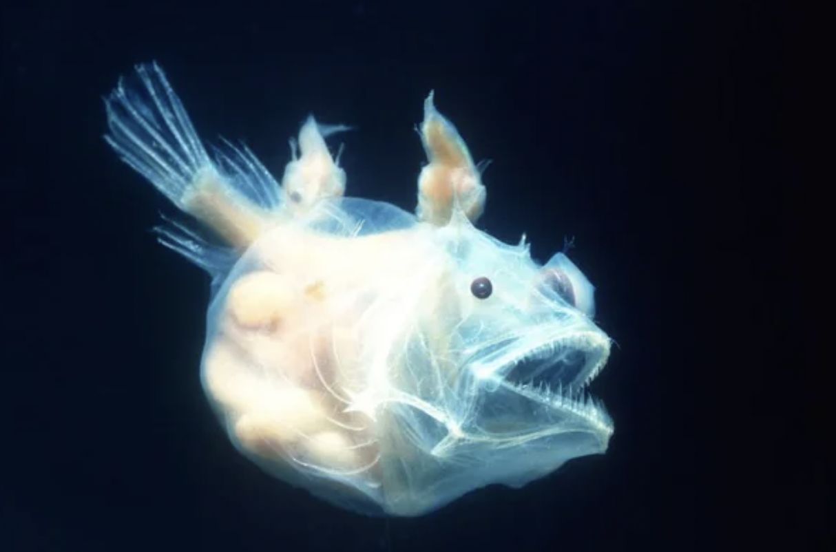 Anglerfish: The much smaller males seek out, bite and then permanently fuse to females, where they spend the rest of their lives producing sperm for their egg-laying hosts.