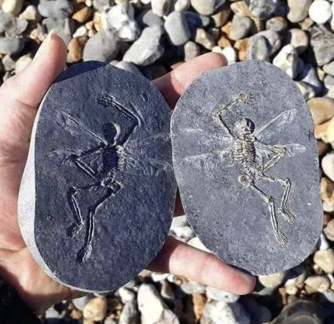 fake fairy fossils