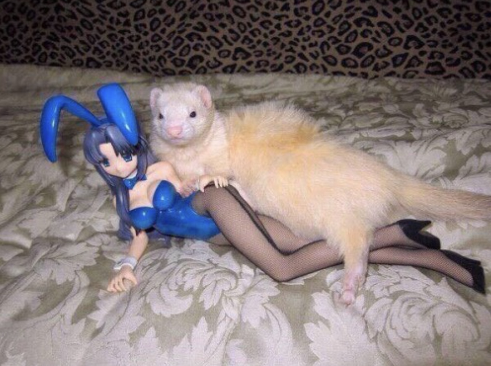 ferret with anime girl