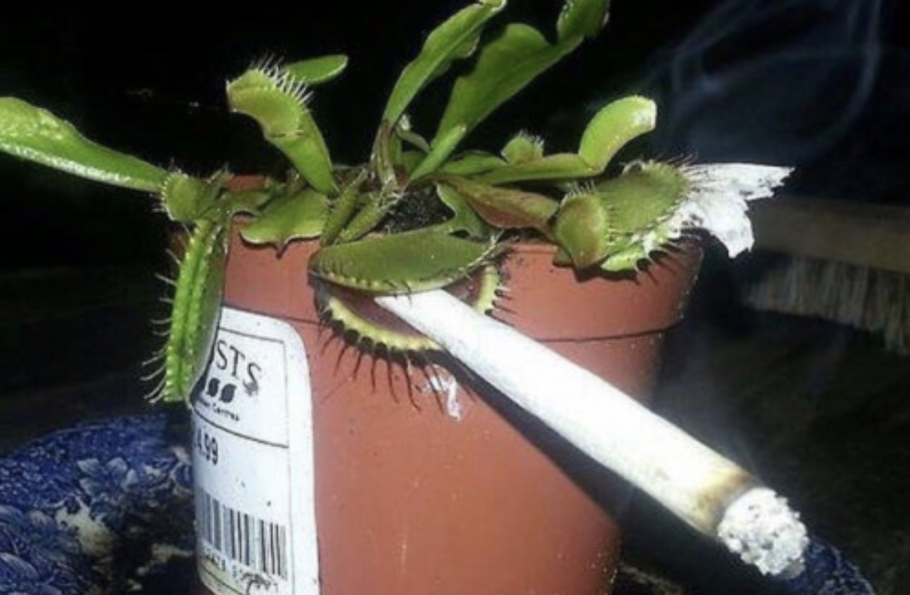 venus fly trap with cigarette - Sts