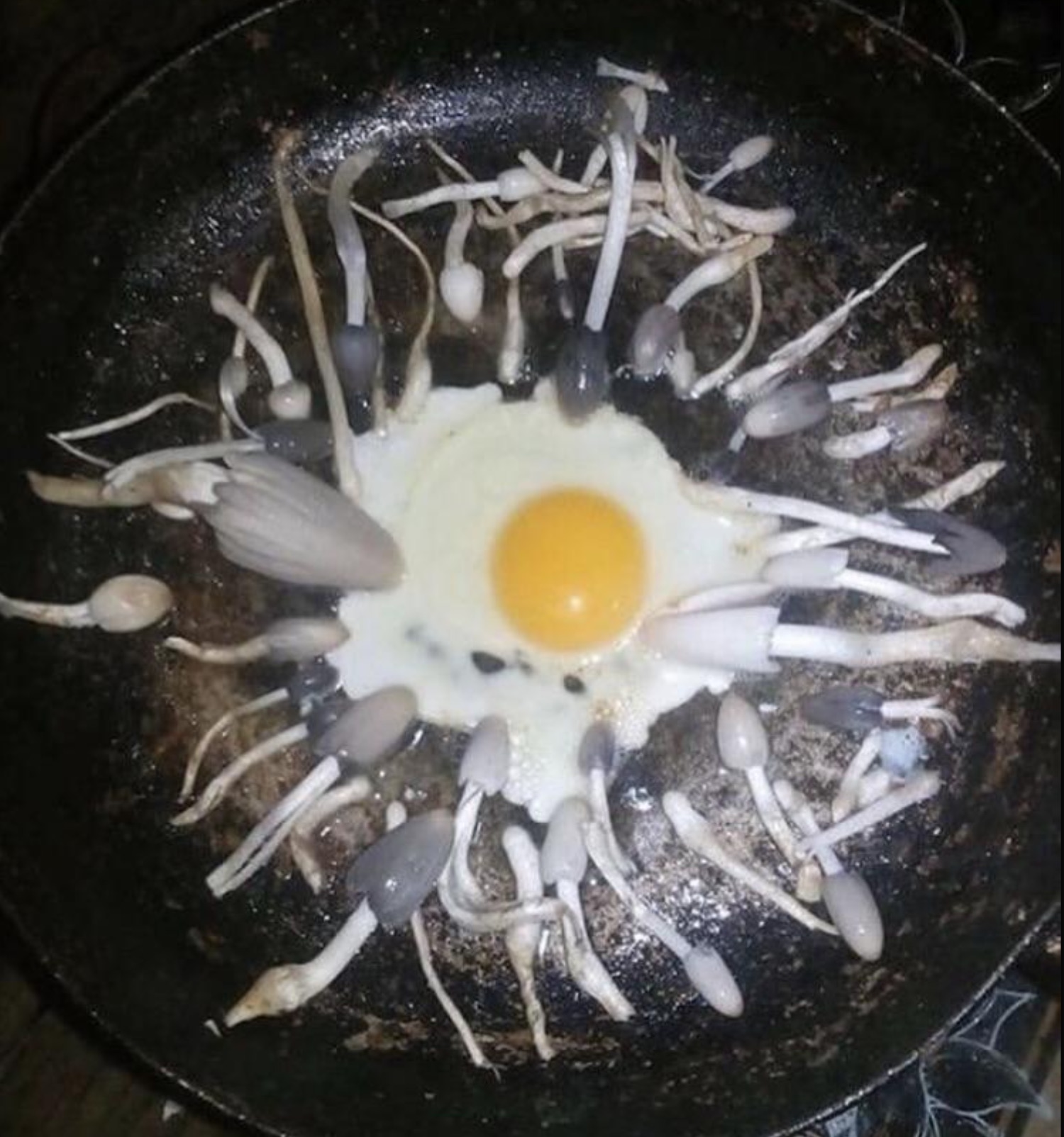 cursed fried egg