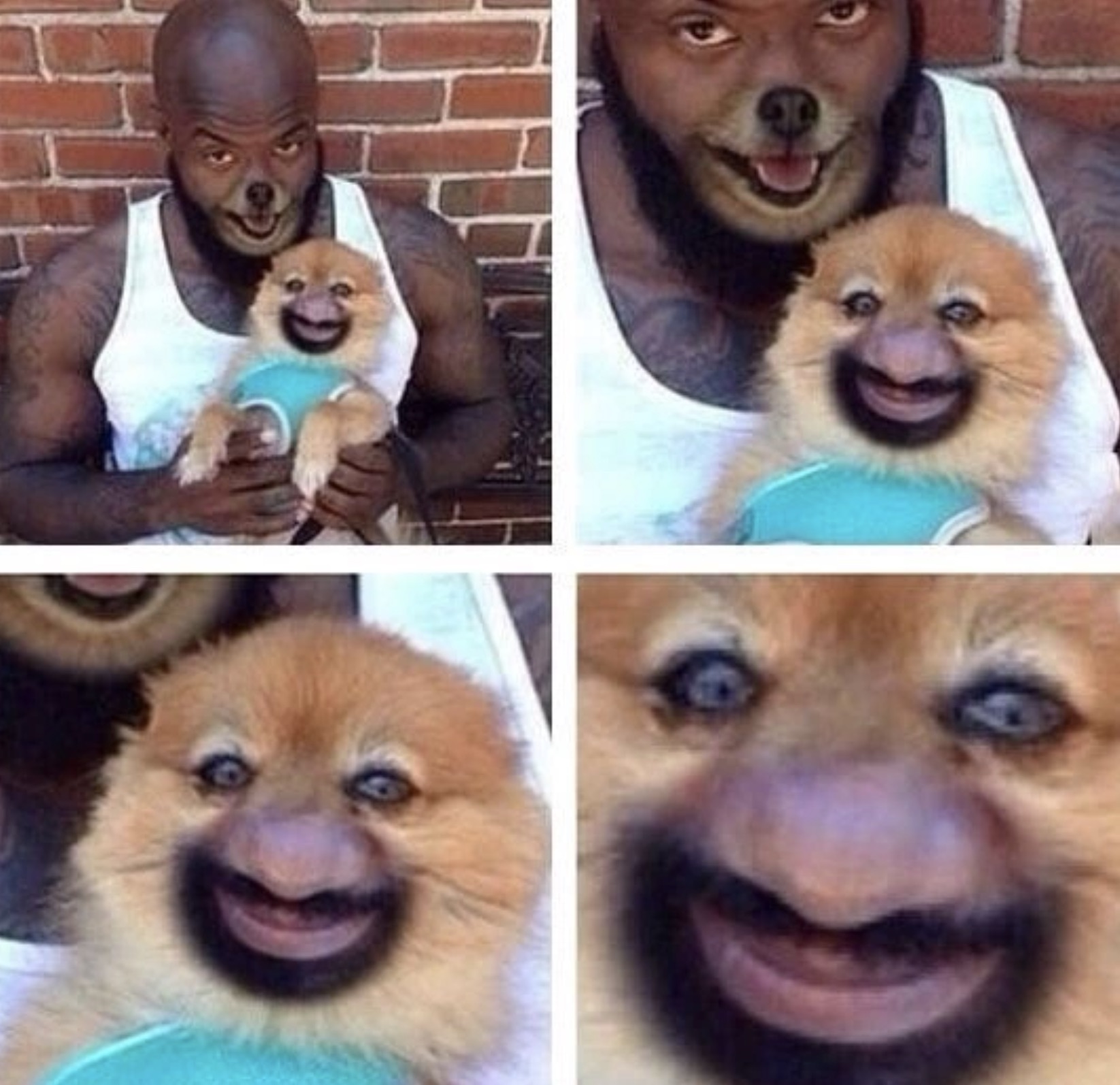 funny animal face swap